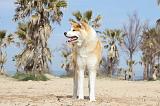 AKITA INU 125